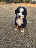 Yoda, a male Bernese Mountain Dog for sale in Anderson, CA – 5 of 9