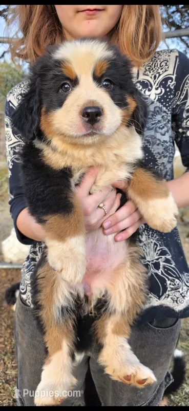 Female 1 (purple) – Bernese Mountain Dog puppy for sale in Anderson, CA