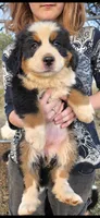 Female 1 (purple), a female Bernese Mountain Dog for sale in Anderson, CA – 1 of 10