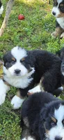 Female 2 (pink), a female Bernese Mountain Dog for sale in Anderson, CA – 5 of 10