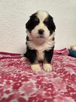 Female 2, a female Bernese Mountain Dog for sale in Anderson, CA – Photo 1 of 6
