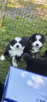 Female 2 (pink), a female Bernese Mountain Dog for sale in Anderson, CA – 4 of 10