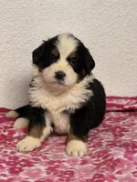 Female 2, a female Bernese Mountain Dog for sale in Anderson, CA – Photo 6 of 6