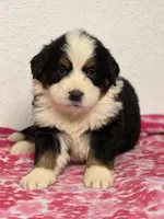 Female 2, a female Bernese Mountain Dog for sale in Anderson, CA – Photo 4 of 6