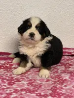 Female 2, a female Bernese Mountain Dog for sale in Anderson, CA – Photo 5 of 6