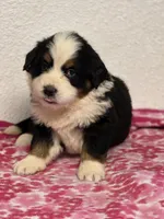 Female 2, a female Bernese Mountain Dog for sale in Anderson, CA – Photo 2 of 6