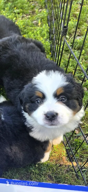 Female 2 – Bernese Mountain Dog puppy for sale in Anderson, CA