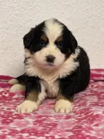 Female 2, a female Bernese Mountain Dog for sale in Anderson, CA – Photo 3 of 6