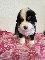 Male 5, a male Bernese Mountain Dog for sale in Anderson, CA – Photo 5 of 10