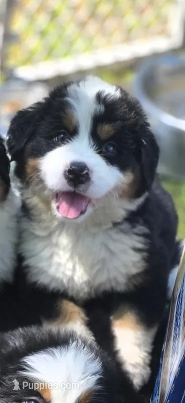 Male 5 – Bernese Mountain Dog puppy for sale in Anderson, CA