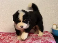 Male 5, a male Bernese Mountain Dog for sale in Anderson, CA – Photo 8 of 10