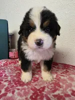 Male 5, a male Bernese Mountain Dog for sale in Anderson, CA – Photo 2 of 10
