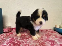 Male 5, a male Bernese Mountain Dog for sale in Anderson, CA – Photo 7 of 10