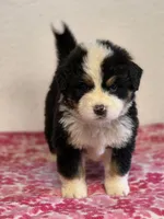 Male 5, a male Bernese Mountain Dog for sale in Anderson, CA – Photo 9 of 10