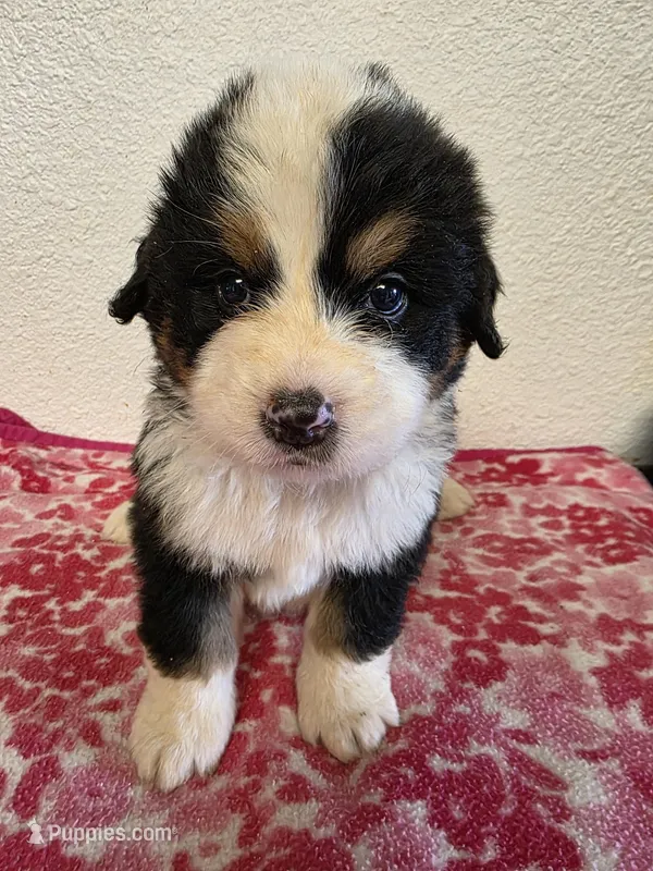 Male 5 – Bernese Mountain Dog puppy for sale in Anderson, CA