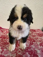 Male 5, a male Bernese Mountain Dog for sale in Anderson, CA – Photo 1 of 10