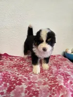 Male 5, a male Bernese Mountain Dog for sale in Anderson, CA – Photo 4 of 10