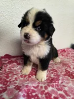 Male 5, a male Bernese Mountain Dog for sale in Anderson, CA – Photo 6 of 10