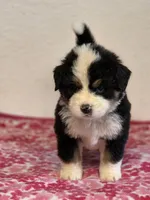 Male 5, a male Bernese Mountain Dog for sale in Anderson, CA – Photo 10 of 10