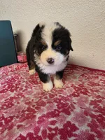 Male 5, a male Bernese Mountain Dog for sale in Anderson, CA – Photo 3 of 10