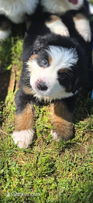 Male 4 – Bernese Mountain Dog puppy for sale in Anderson, CA