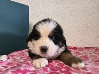 Male 4, a male Bernese Mountain Dog for sale in Anderson, CA – Photo 1 of 6