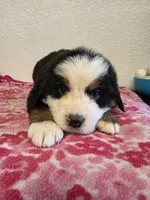 Male 4, a male Bernese Mountain Dog for sale in Anderson, CA – Photo 3 of 6