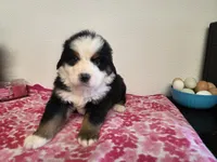 Male 4, a male Bernese Mountain Dog for sale in Anderson, CA – Photo 6 of 6
