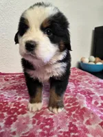 Male 4, a male Bernese Mountain Dog for sale in Anderson, CA – Photo 5 of 6