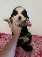 Male 4, a male Bernese Mountain Dog for sale in Anderson, CA – Photo 4 of 6