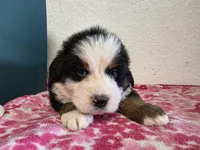 Male 4, a male Bernese Mountain Dog for sale in Anderson, CA – Photo 2 of 6