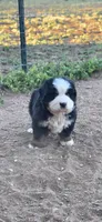 Yoda, a male Bernese Mountain Dog for sale in Anderson, CA – 2 of 6
