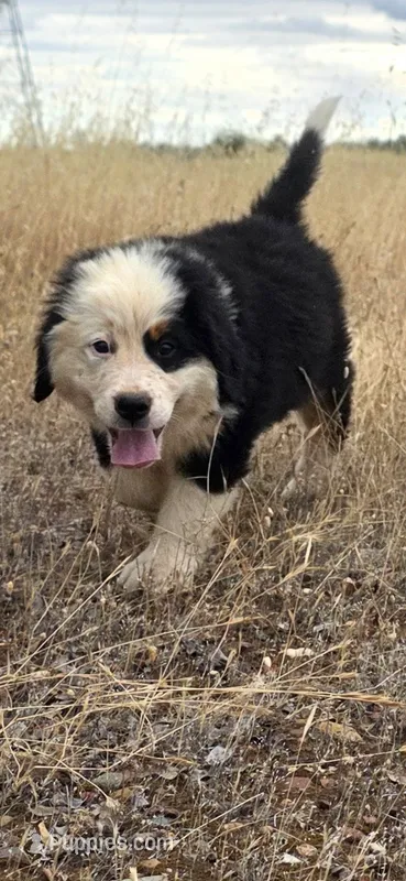 Badger – Bernese Mountain Dog puppy for sale in Anderson, CA