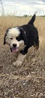 Badger, a male Bernese Mountain Dog for sale in Anderson, CA – 1 of 6