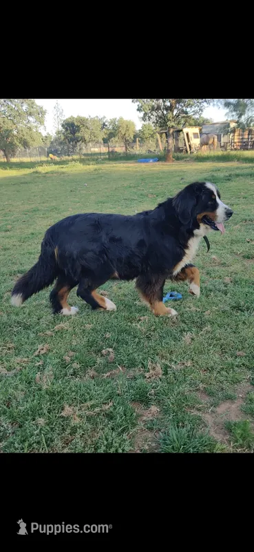 Jada – Bernese Mountain Dog puppy for sale in Anderson, CA