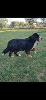 Jada, a female Bernese Mountain Dog for sale in Anderson, CA – 1 of 3