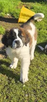 Saint girl, a female Saint Bernard for sale in Anderson, CA – Photo 4 of 5