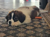 Saint girl, a female Saint Bernard for sale in Anderson, CA – Photo 2 of 5