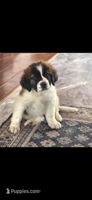 Saint girl – Saint Bernard puppy for sale in Anderson, CA