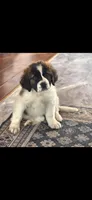 Saint girl, a female Saint Bernard for sale in Anderson, CA – Photo 1 of 5
