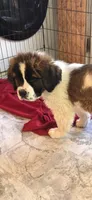 Saint girl, a female Saint Bernard for sale in Anderson, CA – Photo 3 of 5