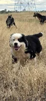Badger, a male Bernese Mountain Dog for sale in Anderson, CA – 5 of 6