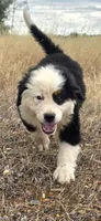 Badger, a male Bernese Mountain Dog for sale in Anderson, CA – 2 of 6