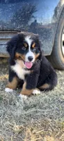Grogu, a male Bernese Mountain Dog for sale in Anderson, CA – 3 of 9