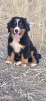 Grogu, a male Bernese Mountain Dog for sale in Anderson, CA – 2 of 9