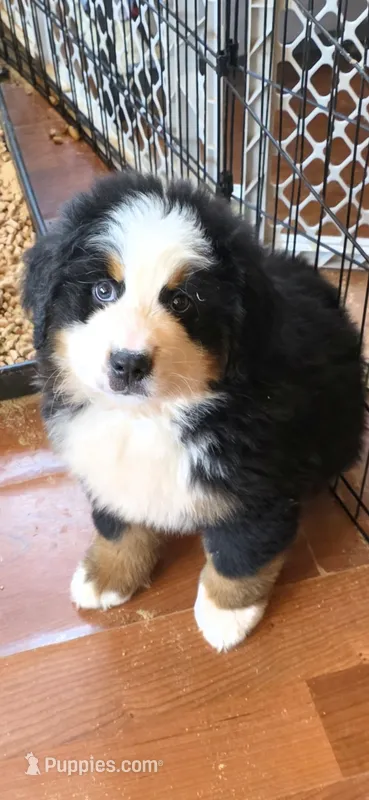 Yoda – Bernese Mountain Dog puppy for sale in Anderson, CA