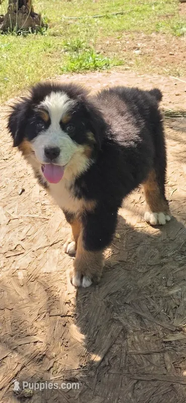 Male 6 (light brown) – Bernese Mountain Dog puppy for sale in Anderson, CA