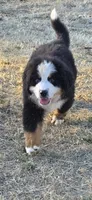 Yoda, a male Bernese Mountain Dog for sale in Anderson, CA – 4 of 9