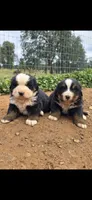 Tot, a male Bernese Mountain Dog for sale in Anderson, CA – 2 of 2