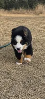 Yoda, a male Bernese Mountain Dog for sale in Anderson, CA – 3 of 9